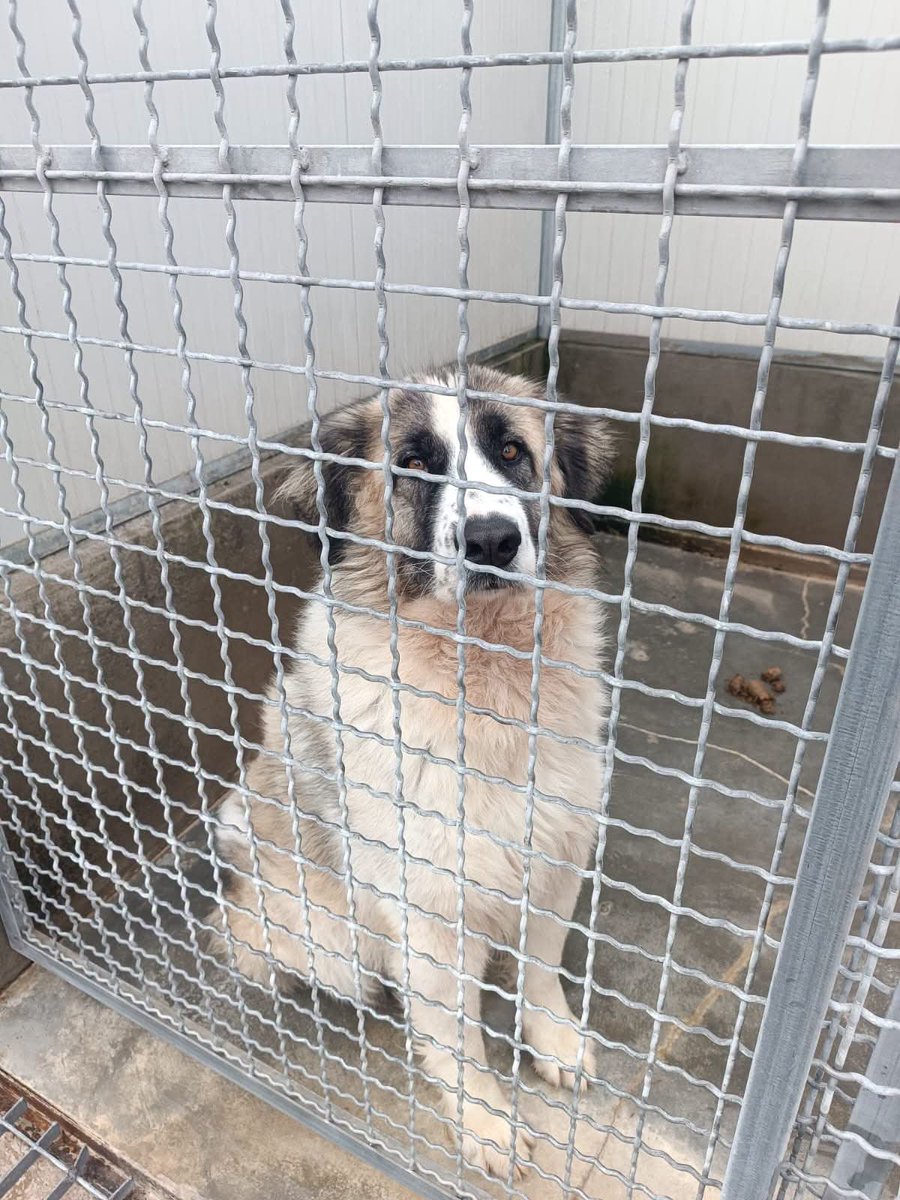 zampa_qua's tweet photo. STRAURGENTE 🆘🆘🆘🆘Maria Giovanna ☎️3384976960🐕la mia speranza e che qualcuno mi apra questo box
https://t.co/iTKUcI5knH Aska 2 anni , socievole e molto dolce,e in un canile della Basilicata , regaliamogl questo sogno ADOTTATELA #4voiceless https://t.co/UpJLCdQ8cf