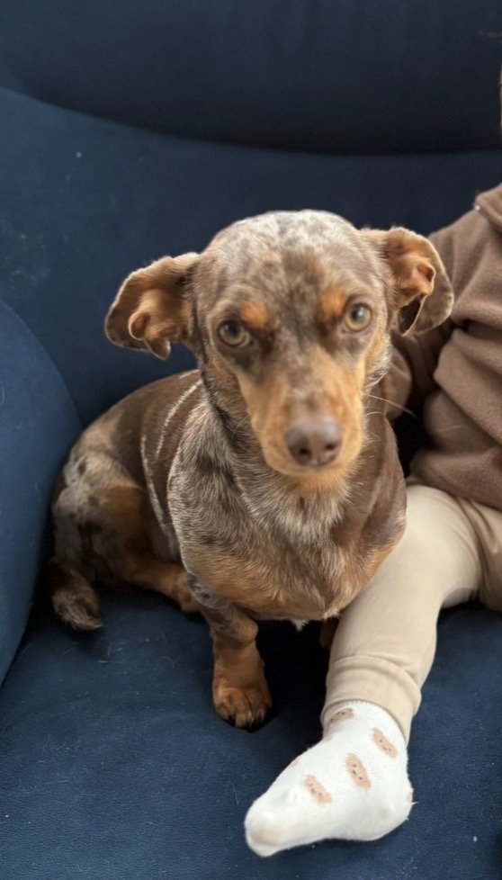 millypod1's tweet photo. 🆘3O JUNE 2026 #Lost Nala #ScanMe
Dachshund: Miniature Female
Thurlbear Wood #TA3 #Taunton #Somerset
Please don’t try and catch her just report any sightings! Thank you.
https://t.co/I9rCZwfh0T https://t.co/SecDxILrnP