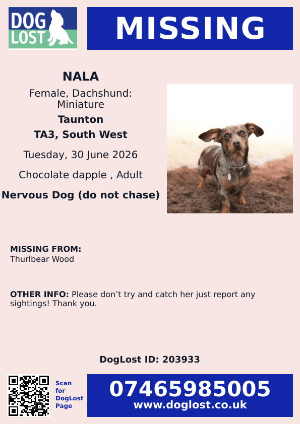 millypod1's tweet photo. 🆘3O JUNE 2026 #Lost Nala #ScanMe
Dachshund: Miniature Female
Thurlbear Wood #TA3 #Taunton #Somerset
Please don’t try and catch her just report any sightings! Thank you.
https://t.co/I9rCZwfh0T https://t.co/SecDxILrnP