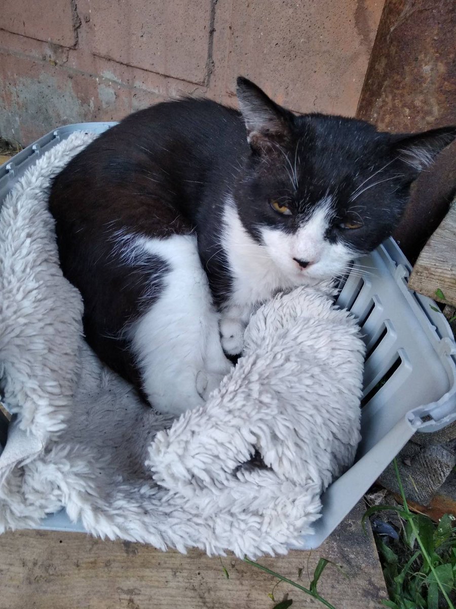 kashkadavr's tweet photo. Київ, можливо комусь приглянеться хороший, дуже лагідний котик Тимошка (ловить мишей, якщо комусь в приватний будинок)
Стерилізований, вакцинований. Мав проблеми з підшлуноковою, але йому все пролікували. 
Такий хороший котичок, дуже шкода, що не має сім'ї.
Буду вдячна за репости https://t.co/uPW9kGC1HO