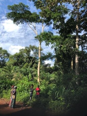 agbogjalou's tweet photo. Ce qui se passe à #Sokodé va au-delà d’un projet. Avec #Forest4Future, la #GIZ accompagne une dynamique locale où autorités,
#communes et #populations unissent leurs efforts pour redonner vie aux paysages forestiers et construire un avenir plus durable.
#togo #tgtwitos https://t.co/muifs8YSAM