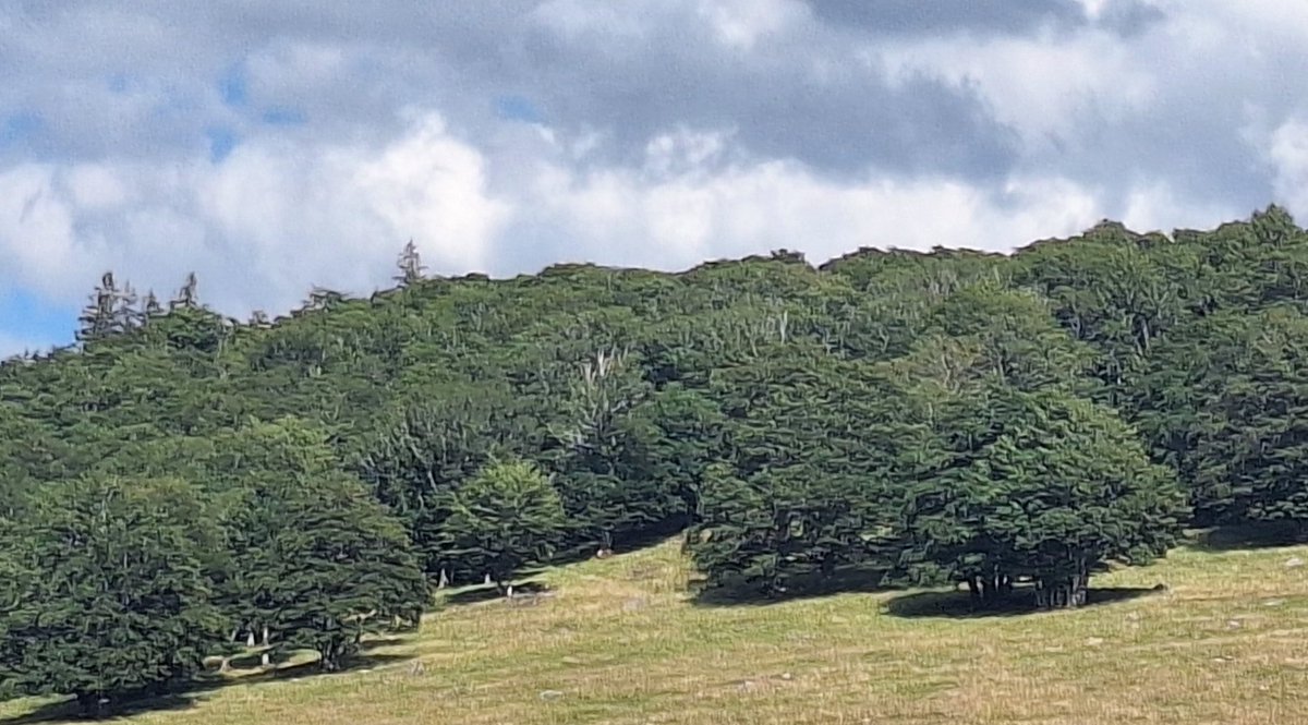 lajouxsancy's tweet photo. La realité du changement climatique c'est aussi des cimes d'arbres qui disparaissent 
Fin Aout 2025 vs juin 2026
1200 metres altitudes  (63)
@SergeZaka @AiRicK63 https://t.co/NmAYWUo6nx