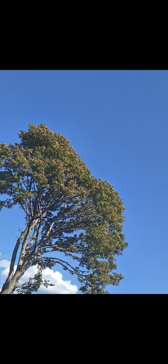 lajouxsancy's tweet photo. La realité du changement climatique c'est aussi des cimes d'arbres qui disparaissent 
Fin Aout 2025 vs juin 2026
1200 metres altitudes  (63)
@SergeZaka @AiRicK63 https://t.co/NmAYWUo6nx