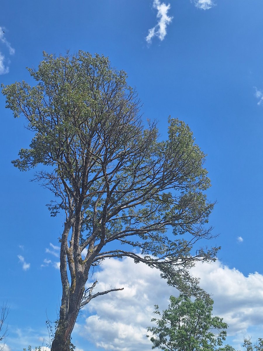 lajouxsancy's tweet photo. La realité du changement climatique c'est aussi des cimes d'arbres qui disparaissent 
Fin Aout 2025 vs juin 2026
1200 metres altitudes  (63)
@SergeZaka @AiRicK63 https://t.co/NmAYWUo6nx