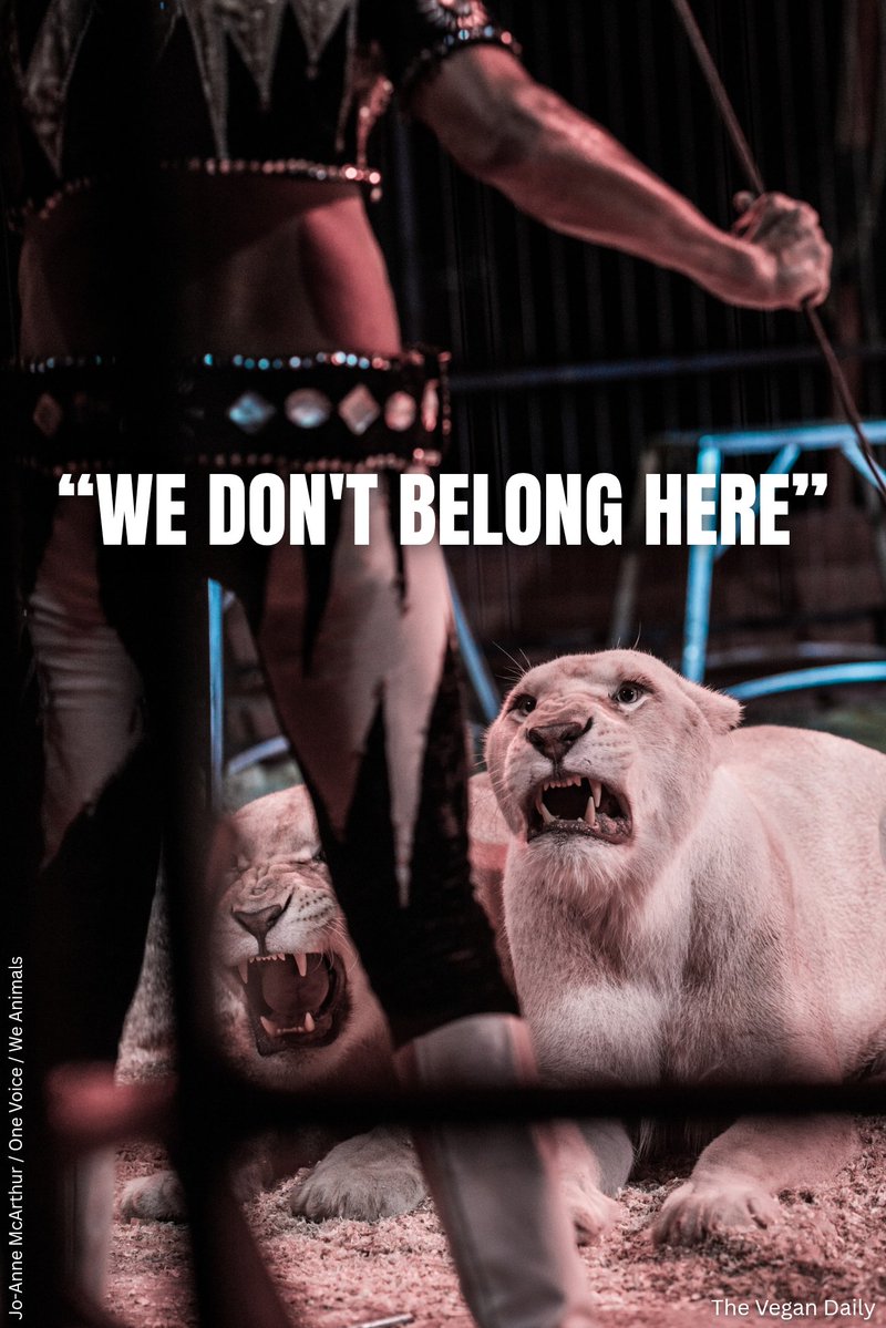The_Vegan_Daily's tweet photo. Animals do NOT belong in circuses. 🎪❌

RT if you agree. https://t.co/GWcUD2q1QL