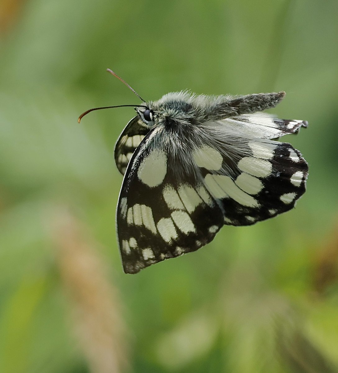 stevesando1's tweet photo. One of many Marbled white butterflies on the Cornish coast last week.
#butterflies https://t.co/VBcTxtNZfw