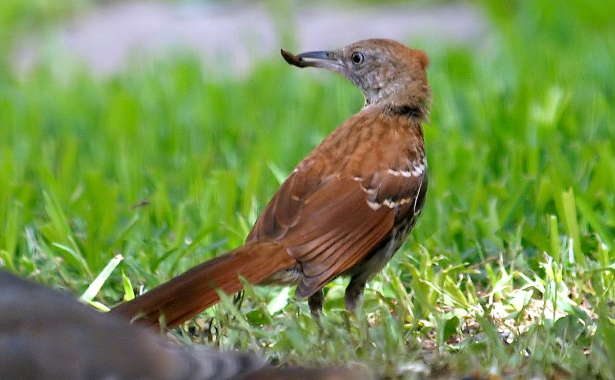 kala61857's tweet photo. Baby Thrasher Hit The Jackpot
Found what he was after. Under loose seed on the ground, are hundreds of black soldier fly larvae. Eating 1 after another like popcorn
Brown Thrasher (Toxostoma rufum)
https://t.co/EmmF9Jh4RC
#backyardbirding #wildlifephotography #OutsideMyWindow https://t.co/wulFLNlKNF