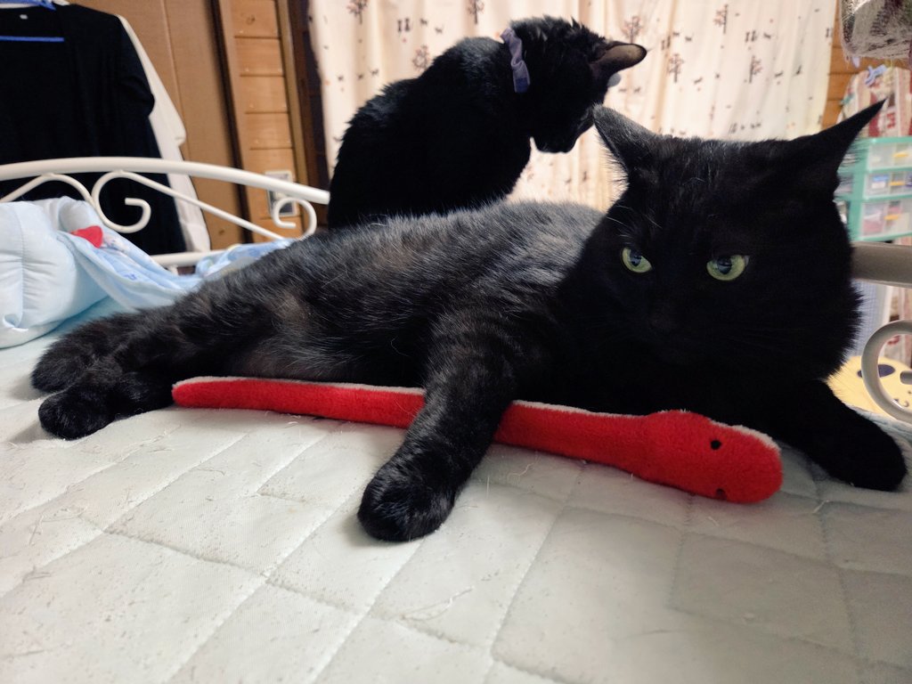 ichigo1004's tweet photo. #暁さんちの猫
#わらび
#こごみ https://t.co/TuuXwubr1U