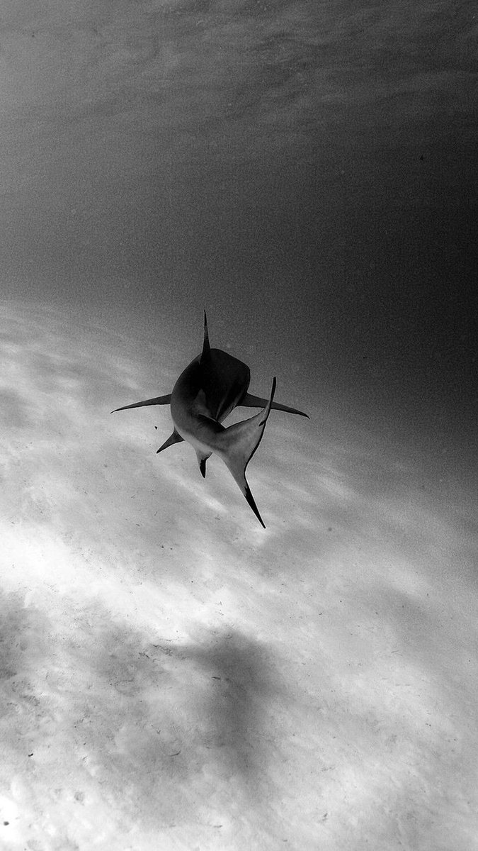 geethmaashan's tweet photo. #shark #sea https://t.co/yIWHgN6dv3