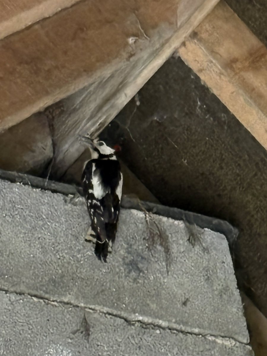 Right_You_R's tweet photo. After rescuing a kestrel the other day (see video below) today’s rescue bird is a woodpecker. https://t.co/O5tuuVUMNL