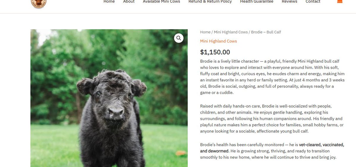 cityofdevs's tweet photo. There is a big black bull named Brodie for sale.
Im going to go live and ACTUALLY buy the bull its only $1,15k im using all the creator fees to buy the bull.

https://t.co/0Fnmngu49j https://t.co/YX60vax3Pg