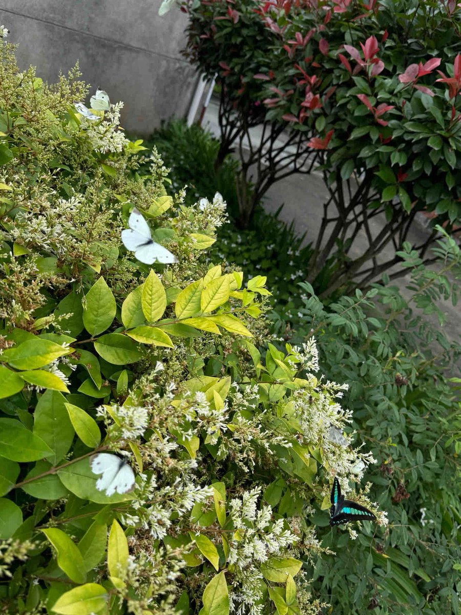 incxes's tweet photo. 緑の中に蝶がとまっていて、静かで癒される https://t.co/dFVMb4k1V3