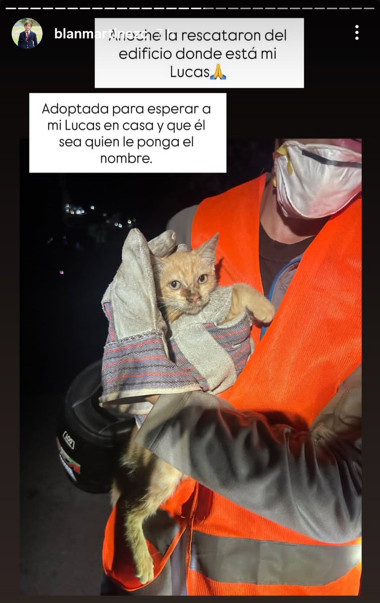 _angg09's tweet photo. rescataron a una gatita en el edificio donde está Lucas, y la mamá de Lucas la adoptó y va a esperar a su hijo para que sea él quien le ponga nombre😭❤️‍🩹 https://t.co/3VzMXyYyWn