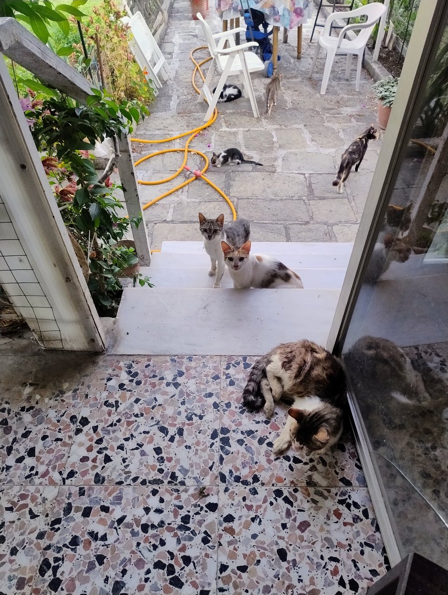 MachTonia's tweet photo. Υπάρχουν και αυτές οι αυλές...!
🖤🐈‍⬛🐈🤎🤍🩶🌿🍀 https://t.co/9RCVuMzCiR