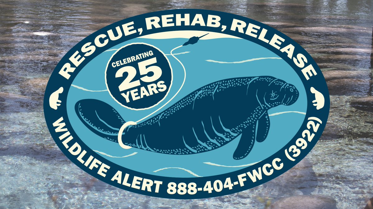 MyFWC's tweet photo. 🌊 25 Years of Manatee Rescue & Rehabilitation
The 2026-2027 manatee decal commemorates the 25th anniversary of the @mrp_manatee, a network of more than 20 organizations working together to rescue, rehabilitate, release, and monitor manatees. Take a closer look and you'll spot the satellite tracking tag featured in the artwork.