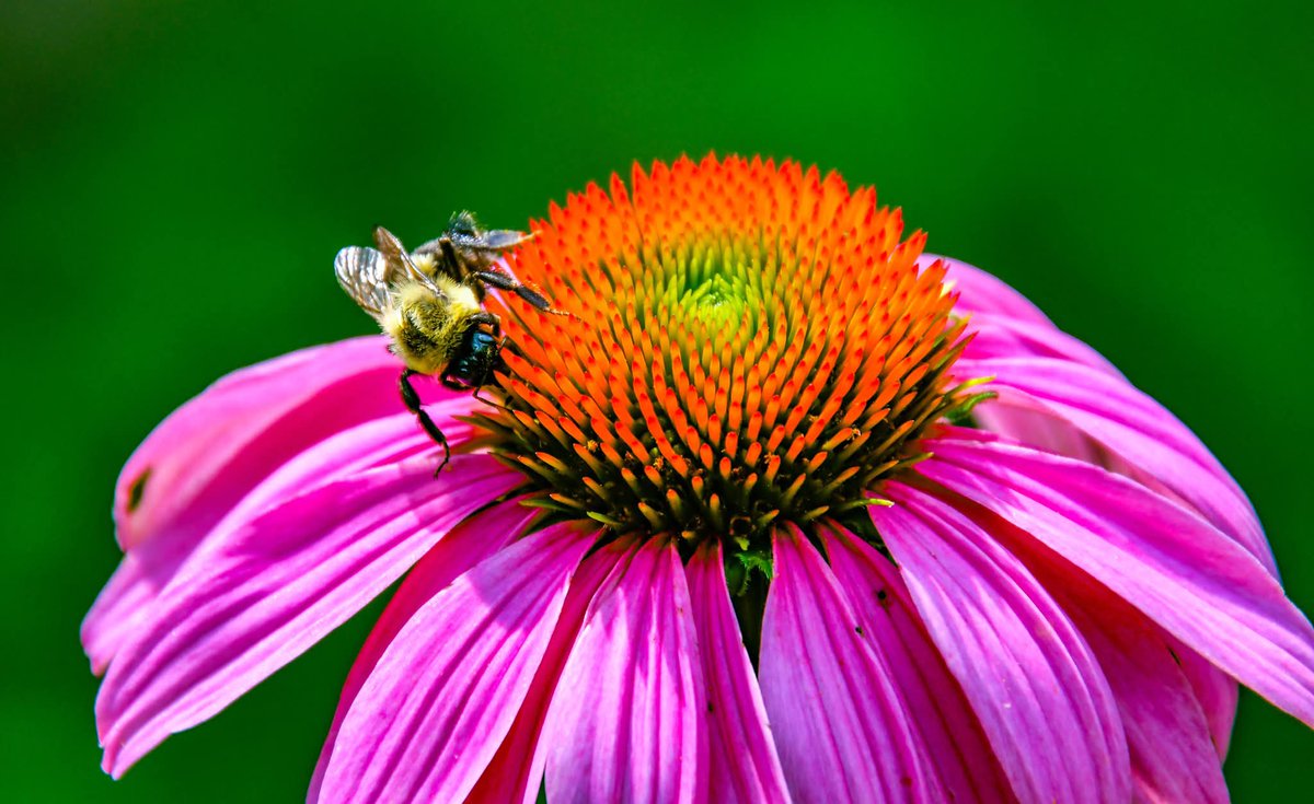 ByTheBayPhotos's tweet photo. Blooming summer flowers at the Howard Conservancy at Mt. Pleasant.

#HowardConservancy #Nature #Maryland #HowardCounty https://t.co/FRiAY034pN