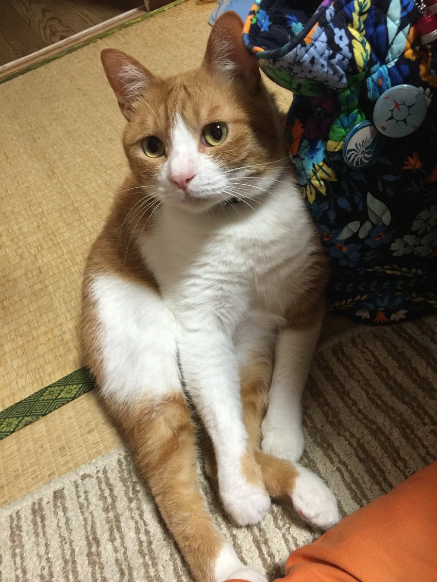 keizi666's tweet photo. 息を引き取ってしばらくして、なぜか鼻提灯ができてて、ホントに死んだあとまでおもしれー猫だな！って妻と泣きながら笑った。 https://t.co/4jL33HqJzc