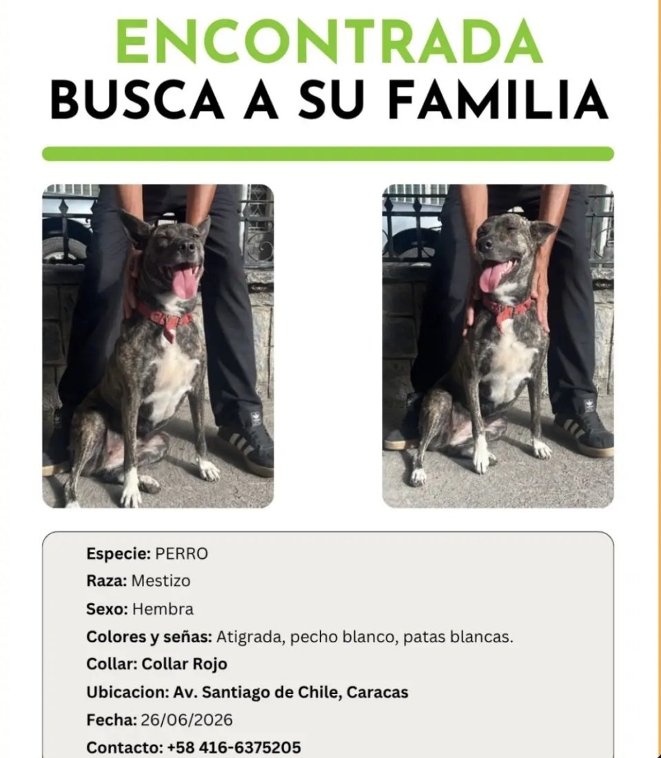 carxla_'s tweet photo. #ATENCION🙏🏻

Esta perrita se encuentra en resguardo en la Av. Santiago de Chile, en los Caobos, Caracas. Es atigrada, de pecho blanco, y tiene un collar rojo puesto. Para la fecha de hoy 30/06/26 aún no se ha localizado a su familia. Por favor difundir para llegar a la familia‼️ https://t.co/DCH02th0VT
