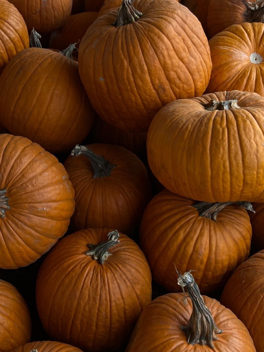 amouthfulofmilk's tweet photo. Small for Fall Groupchat ! 🍁🎃

(84 day length groupchat) 

Rules: 
Ѽ log intake daily 
Ѽ allspo 
Ѽ 16+ 
Ѽ inactive = kick 

🎃 Comment + Retweet to be added !!

(must be following or it won’t let me add you) 

🏷️ #edtwt #thinspo #ed skinny anatwt bulimia eating disorder https://t.co/Nz2BLFrt6t