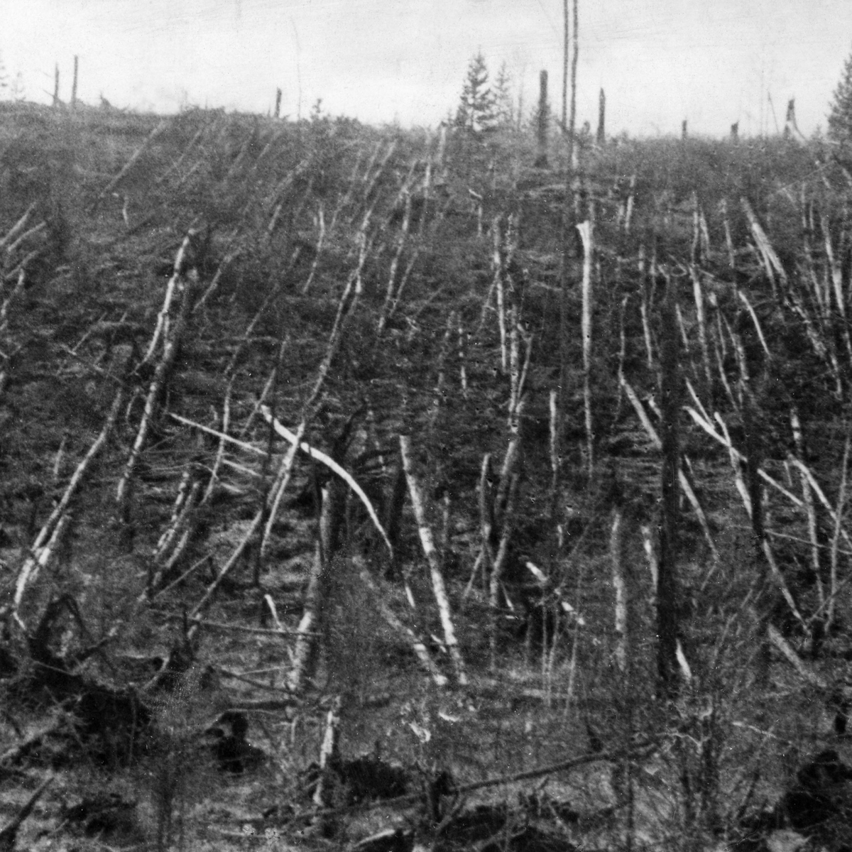 CuriosityonX's tweet photo. 🚨: On This Day, 118 years ago, the Tunguska event flattened ~2,000 km² of Siberian forest. A giant fireball streaked across the sky on June 30, 1908, ending in an explosion so massive it knocked out windows hundreds of km away and circled the Earth twice with its shockwave. https://t.co/fmRpH2qYAg