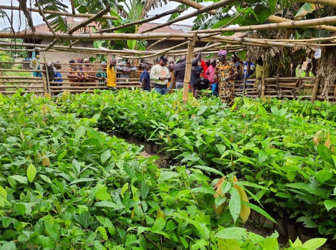 Ebenbolu's tweet photo. USDA TRACE begins distribution of hybrid cocoa seedlings to Ekiti farmers 

https://t.co/vAgK8WhG2t https://t.co/iSbaY9MMQN