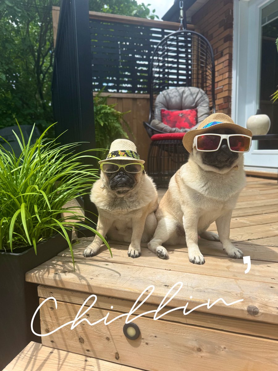 IgorPugDog's tweet photo. … when it feels like 40 C outside 🌴🔥

#pug #heatwave #summer #ldnont https://t.co/H6qMBn7FxD