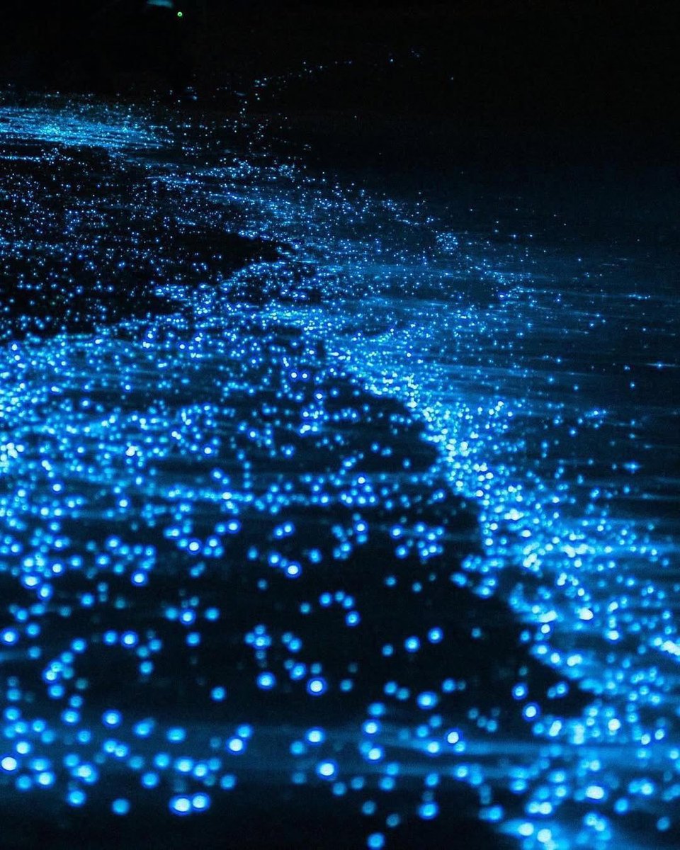 seraphicxc's tweet photo. Sea full of stars ✨ https://t.co/qpplTH2nqj