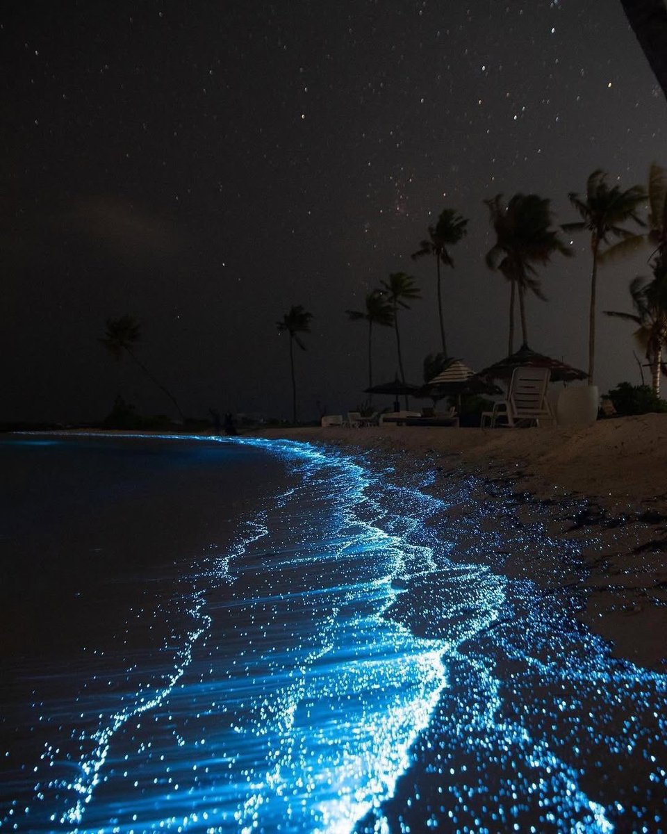 seraphicxc's tweet photo. Sea full of stars ✨ https://t.co/qpplTH2nqj