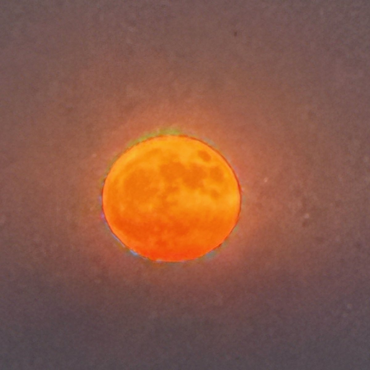 ChrisJeub's tweet photo. A red moon rose over my property last night. I didn't build it, buy it, or schedule it — and it was the best part of a guest's stay.

Natural amenities are inventory. Design your sightlines so guests are already in the front row. https://t.co/U1ifLgECmj