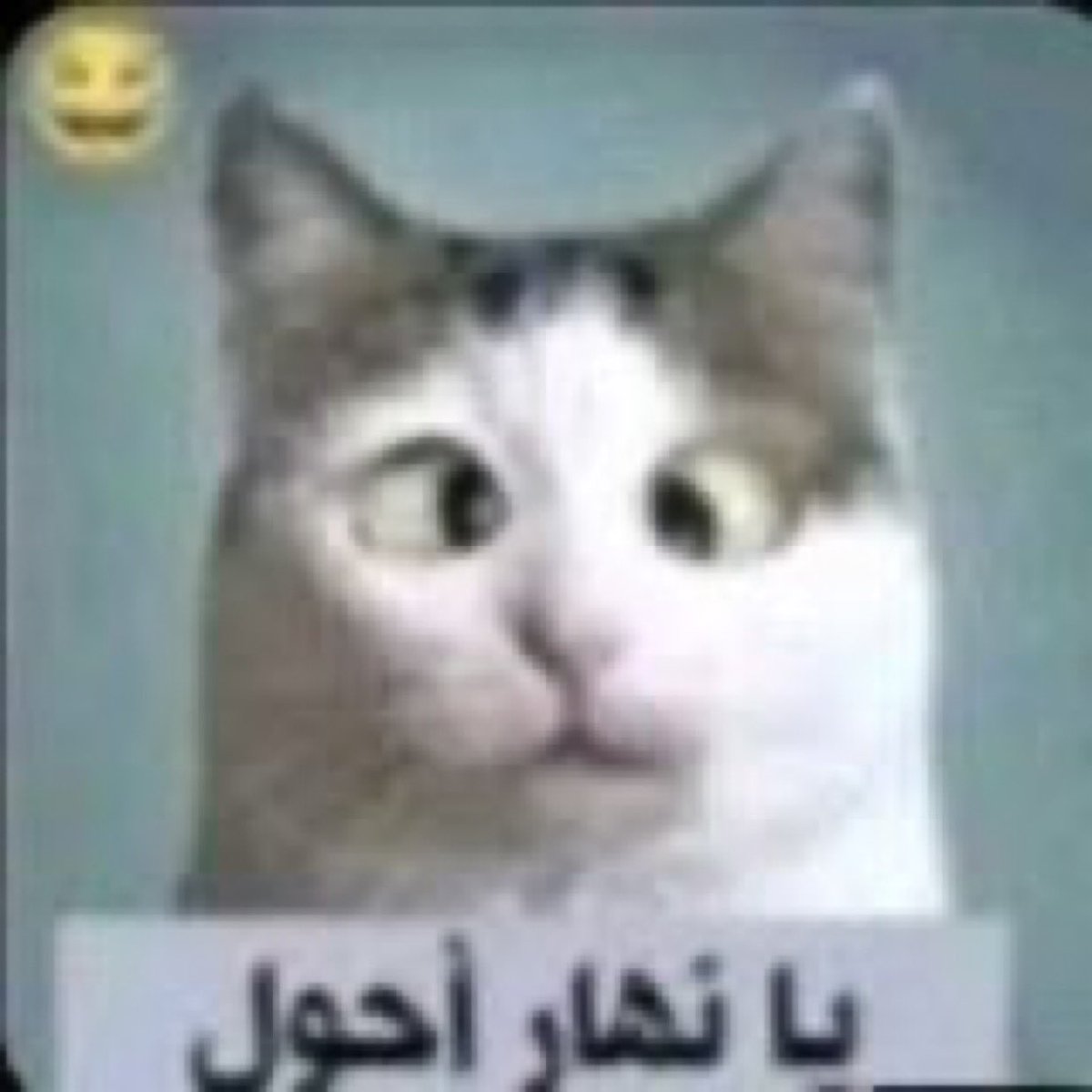 ابو خالد tweet media