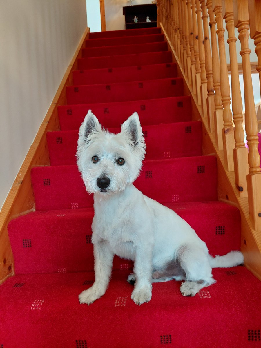 Veronicahallis1's tweet photo. Got me fur stolen today 😱
#zshq https://t.co/yGkzvuA9Uy
