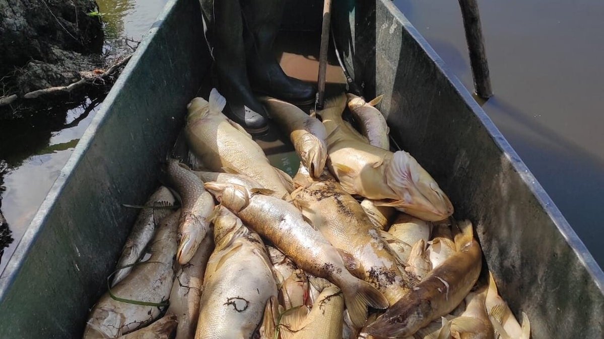 presseocean's tweet photo. Brochets, sandres, perches et anguilles… : des dizaines de poissons retrouvés morts en Loire-Atlantique | Presse Océan
➡️ https://t.co/6VgICmRUBP
#Nantes https://t.co/bIaWkiuV2D