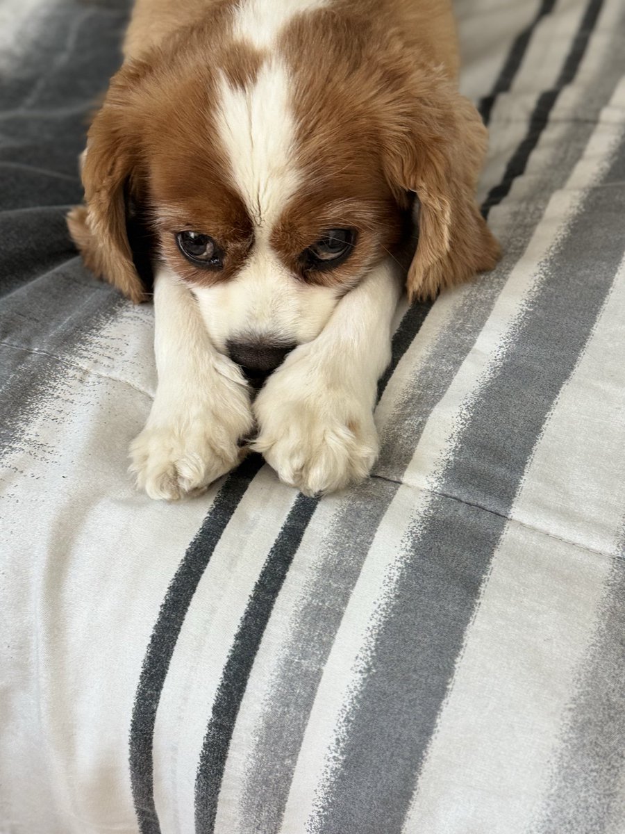 thetokkunch's tweet photo. I โค๏ธ my dog, and yes, he rules the house. ๐๐พ
#dogsofinstagram #doglover #puppylove #instadog #weeklyfluff #ๆ็ฌใฎใใๆฎใใ #็ฌๅฅฝใใชไบบใจ็นใใใใ #ใใฌใใใใใ #ใใฌใฎใใใก #doglife https://t.co/tmQtDwQQ39
