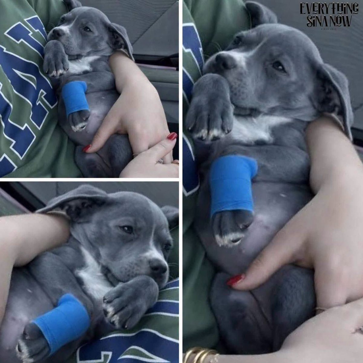MrPitbull07's tweet photo. My husband and I found her near a dumpster, in a place where no puppy should ever be.
My husband and I found her near a dumpster, in a place where no puppy should ever be.
She was curled up beside the trash, shaking so hard her tiny body could barely stay still. When we got close, she did not even try to run. She just looked at us with tired, uncertain eyes.
Then we saw her front leg.
It was barely hanging there. She could not put any weight on it. Every time she tried to move, the softest cry came out, the kind that breaks your heart because it is almost too quiet to hear. This grayish blue pit bull puppy, strong by nature, looked so small and fragile in that moment.

Abandoned. Injured. Left there like she did not matter.

We did not hesitate. We picked her up.

She did not fight. She did not bark. She simply rested her head against my husband's chest as if she had been waiting for someone to come back for her.

The drive home from the vet is a picture I will never forget. Her little pit bull body wrapped in a bright blue bandana. Her eyes heavy. Her face so serious for a puppy who should only know toys and naps. She lay silently in my arms in the car, watching everything, as if she was not sure yet whether this new world was safe.

But it is.

The vet told us it will take time for her leg. There may be therapy. Maybe even surgery. Healing will not be quick. But pit bulls are strong, and this little girl has the heart of a fighter.

What we know for sure is this. She will never see a dumpster again.

Now she has a soft bed. A warm blanket. Gentle hands that hold her. Two humans whispering “you are safe” again and again until she falls asleep.

And we are starting to see it. The tiniest tail wag. The softest spark returning to her eyes. The beginning of trust.

People judged her breed before they even knew her story.

But to us, Bella is not a stereotype.
She is resilience.
She is loyalty.
She is love.
She is a treasure.
No matter how long it takes to heal that little leg, her heart already has a home.

Credit: Everything Sina Now via Fb