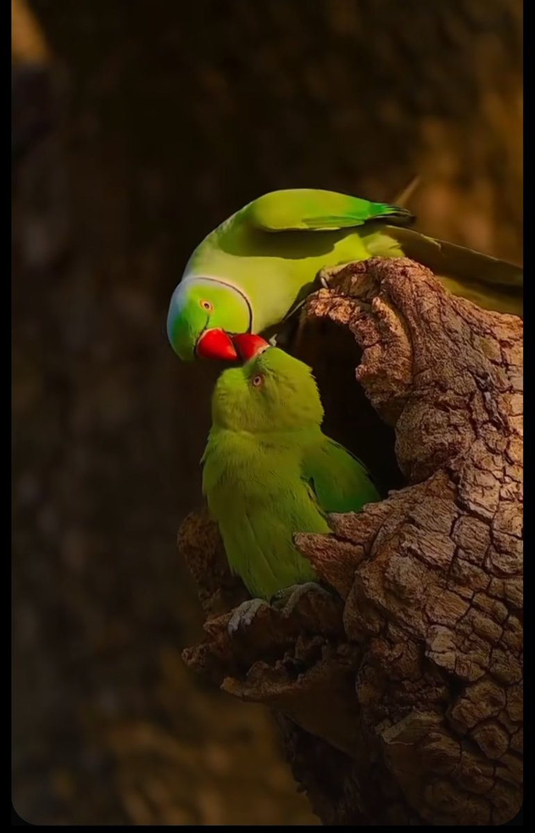 EarthhExplorer's tweet photo. Nature teaches us certain things—like these beautiful birds.
Always be happy https://t.co/0hY3ofag8b