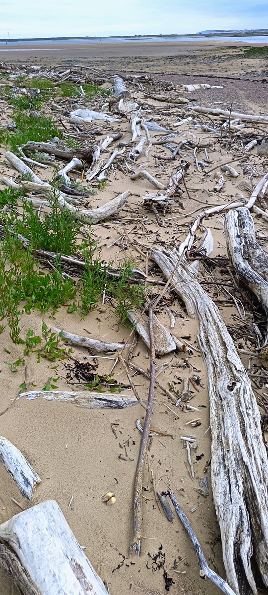 mbhbtb's tweet photo. @pmj_photos
#FunctionalClutter #PMJWeeklyChallenge
Seal Sands - The washed up Driftwood providing a function for nature https://t.co/yafkqh7QgV