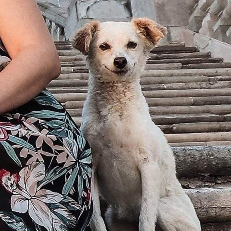 Indie5051's tweet photo. Después de recibir comida, un perro callejero entró en la foto familiar como si también formara parte de ella. https://t.co/xyMjx4X4R0