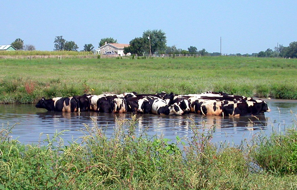 Clarkster16's tweet photo. Cattle cool down in ponds and don't drown. Somehow multitasking is a concept that goes over Europeans heads now. Or you could stop with the lies and admit you ruined your energy infrastructure and it can't handle adding AC to your countries. Your climate cult is killing people as predicted. @elonmusk
https://t.co/XFMluHEDOl