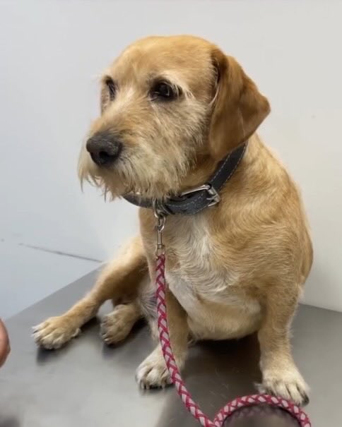 Indie5051's tweet photo. Creían que este perro era ciego, pero un examen reveló que simplemente estaba ignorando a todo el mundo. https://t.co/mVfC3V5pCG