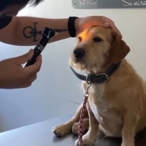 Indie5051's tweet photo. Creían que este perro era ciego, pero un examen reveló que simplemente estaba ignorando a todo el mundo. https://t.co/mVfC3V5pCG