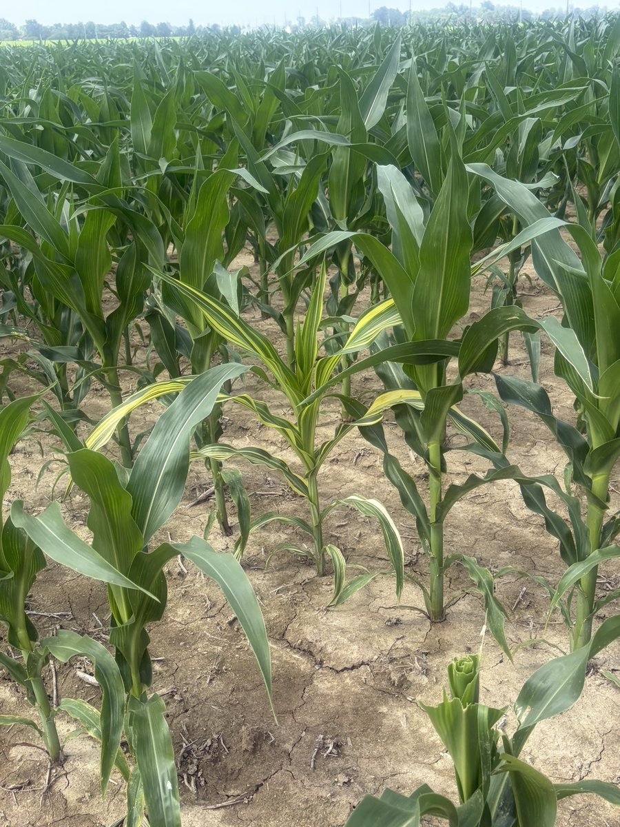 asianposh2022's tweet photo. It’s a lil bit on the warm side! Ran my #8miles ☀️🥵
Stopped to say hey to my neighborhood horses. Also took a pic of the unique corn 🌽 stalk.  Felt like it was speaking me! In a world full of normies…. Be the lil bit EXTRA 😉 https://t.co/6rde9pB11S