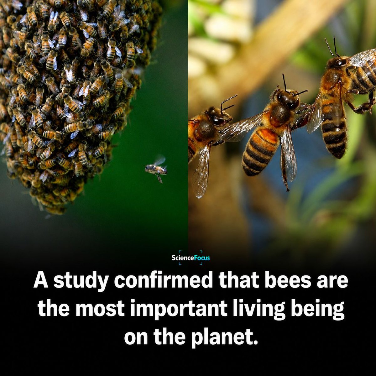 ICDeadPixels's tweet photo. Bees may be the most important animals on Earth.

Not because they make honey.

But because they help feed the world.

Around 75% of the world's flowering crops depend, at least in part, on animal pollinators like bees.

Without them, many fruits, vegetables, nuts, and seeds would become far less abundant.

Bees also help wild plants reproduce.

That supports entire ecosystems and the animals that rely on them.

Calling bees the "most important living beings" is an opinion, not a scientific fact.

But scientists agree they are among the planet's most vital pollinators.

Protecting bees means protecting biodiversity, food security, and the future of agriculture.