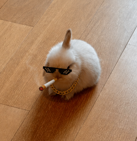 normienewton's tweet photo. This bunny has gone viral with over 2.5k likes in the past 24hrs.

It looks like it has a middle finger on its head.

The trenches need a fuck you runner that can actually push ceilings higher for memes.

And the trenches has never had a bunny runner.

Perfect narrative to make memes great again.