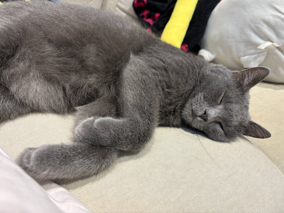 1111dodotime's tweet photo. 💤 https://t.co/d3oFZYSE9y