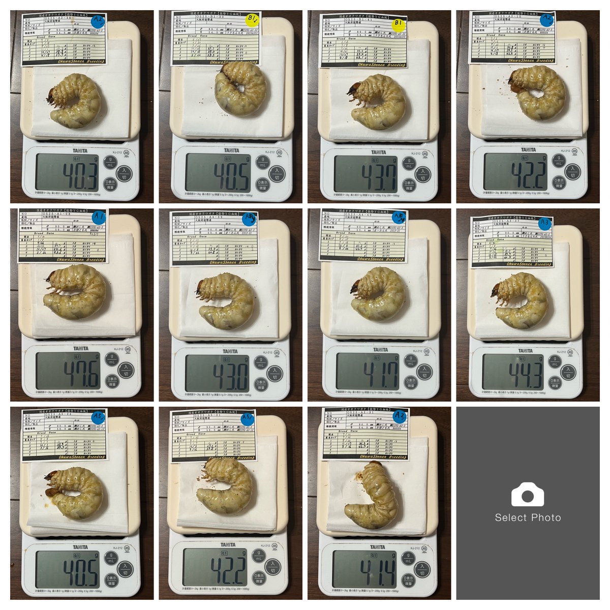 オオクワガタ