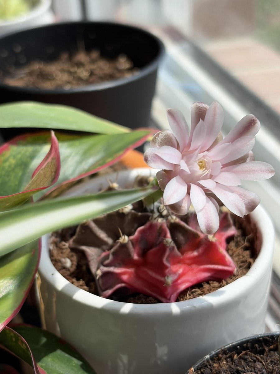 avstrix's tweet photo. peep my cactus https://t.co/HarxHUacOk