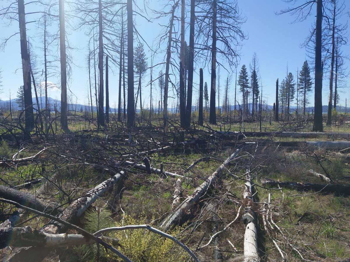 BLMca's tweet photo. Firewood for $1 a cord? Yes! BLM offers permits near Chester, CA, to collect downed trees from the 2021 Dixie Fire. Stock up and support healthier forests. Details &amp; map: https://t.co/sQeWL17gYm https://t.co/iVzeEoSrpV