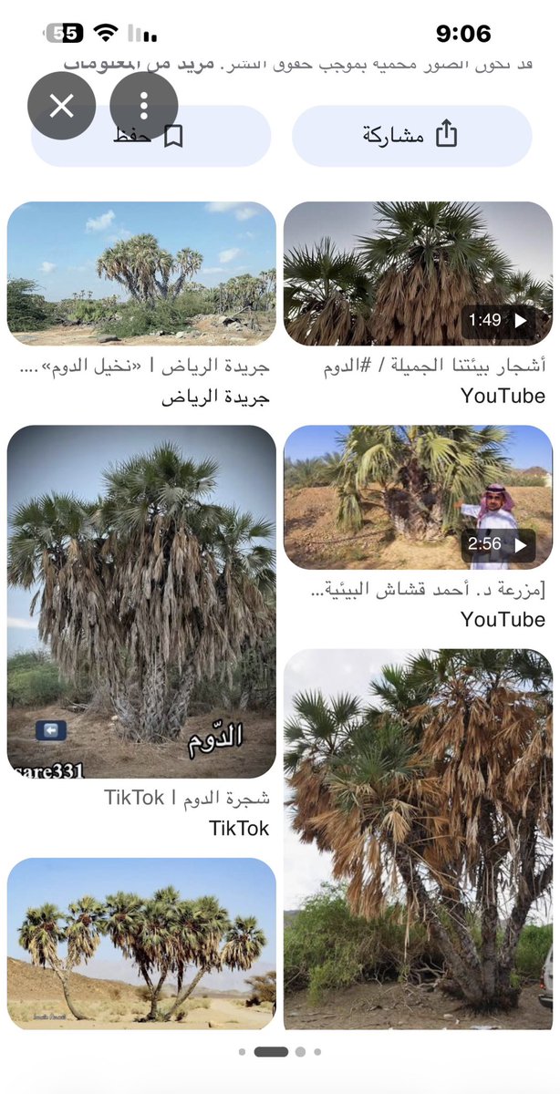 AlhusseinH99's tweet photo. @ashiq_almadi بهش
وهي ثمرة شجر الدوم
منتشرة في تهامة https://t.co/t7DZJPC5rR