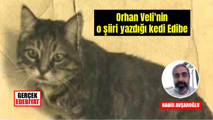 NadirAvsaroglu's tweet photo. https://t.co/F0SglsQkVX
Edebiyatımızın en ünlü kedisi: Edibe https://t.co/e1dMFDYmZG