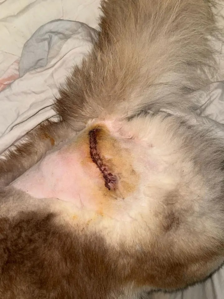 gfx_Matilda's tweet photo. Thanks to everyone who helped I was able to get my dog's surgery done Unfortunately the recovery and medical costs are still ongoing  I'm struggling to keep up
I'm accepting Fursuits, VRChat Avatars, Furry Art,Ref Sheets, and more. Every commission helps Even a repost means a lot https://t.co/pcTfvxuQ7p